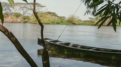 a boat tied to a tree in the water