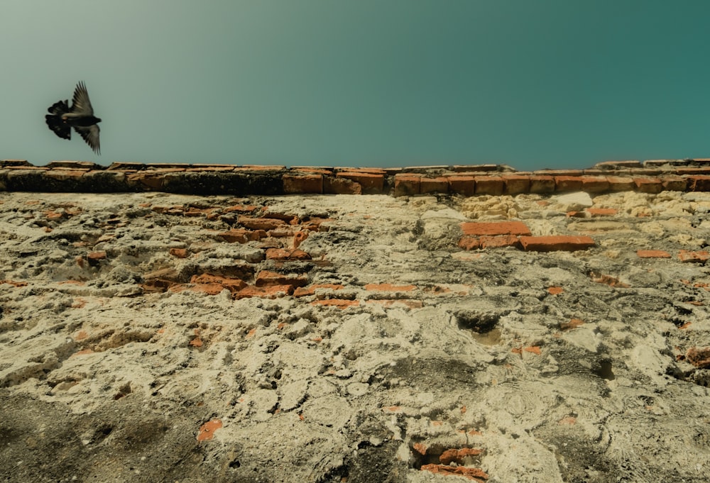 a bird is flying over a brick wall