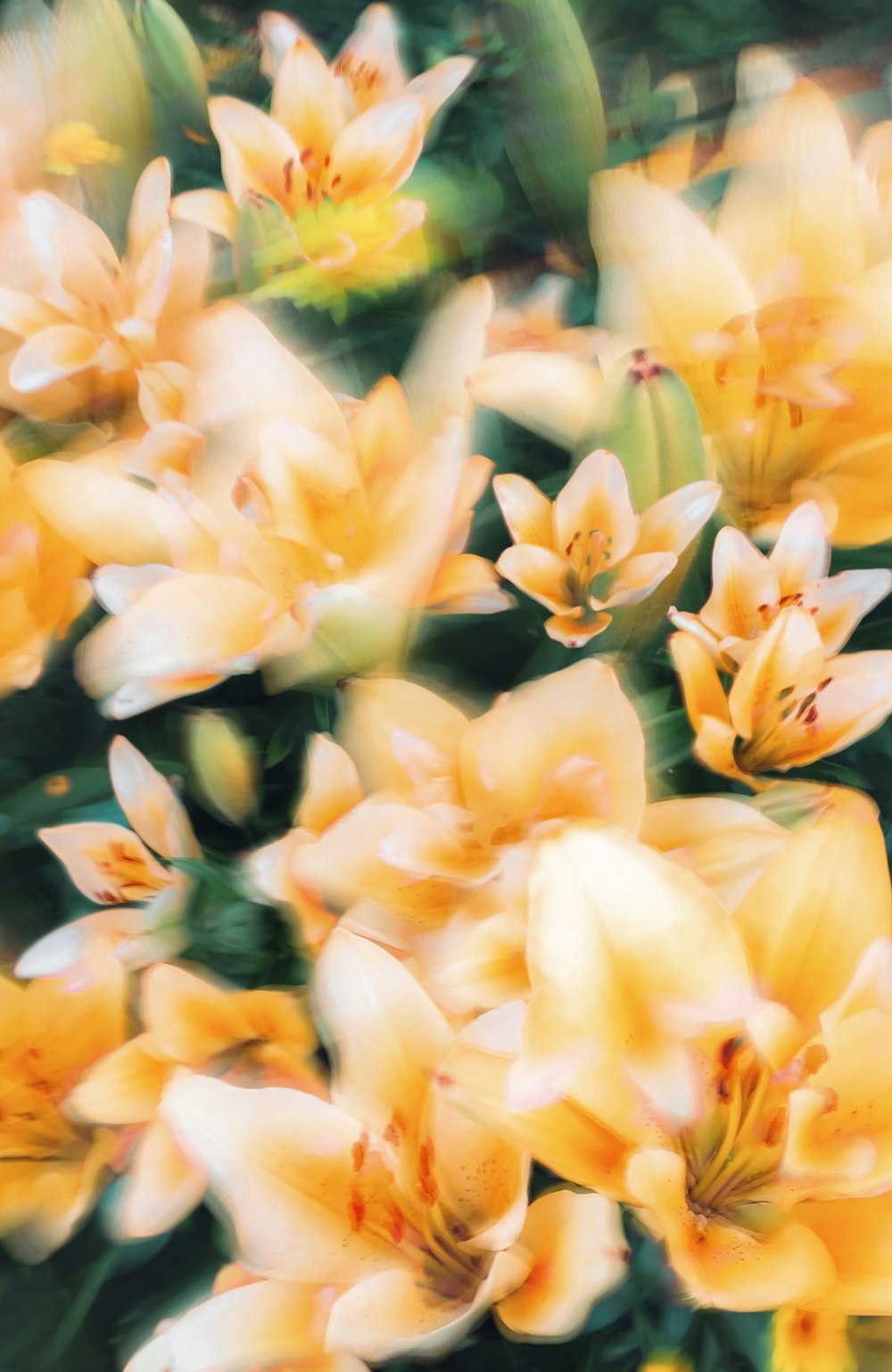 a bunch of yellow flowers with green leaves