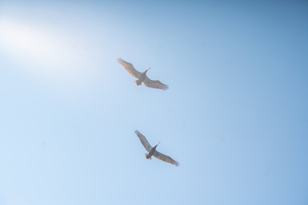 two white birds flying in the blue sky