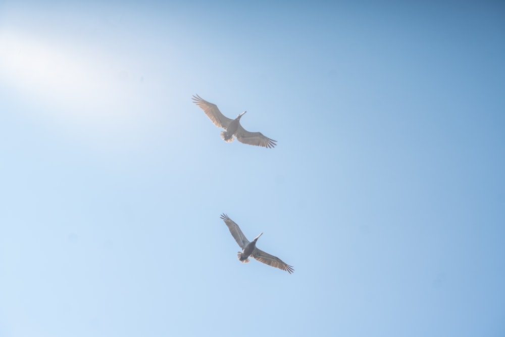 Dos pájaros blancos volando en el cielo azul
