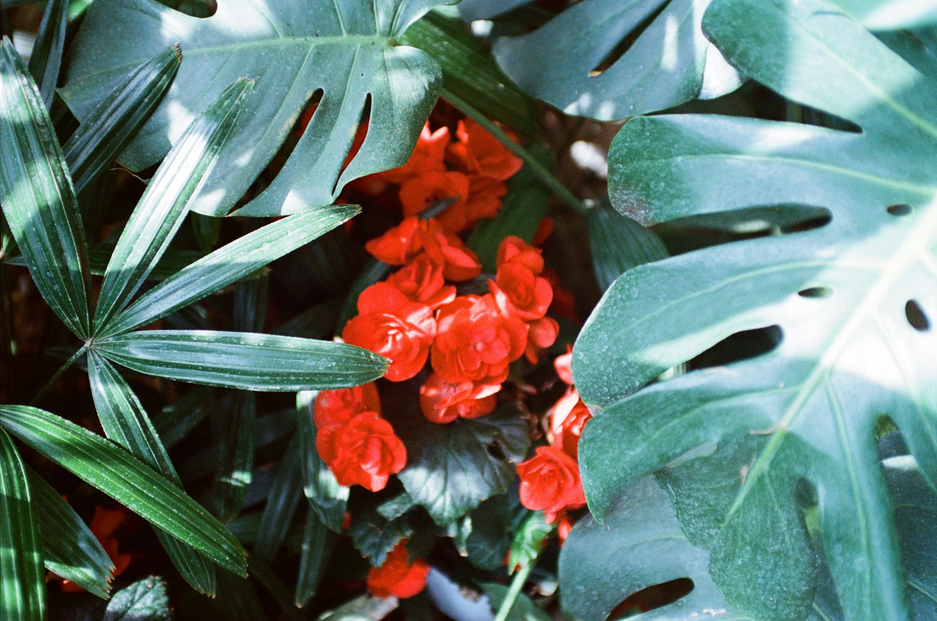 A red flower surrounded by green leaves