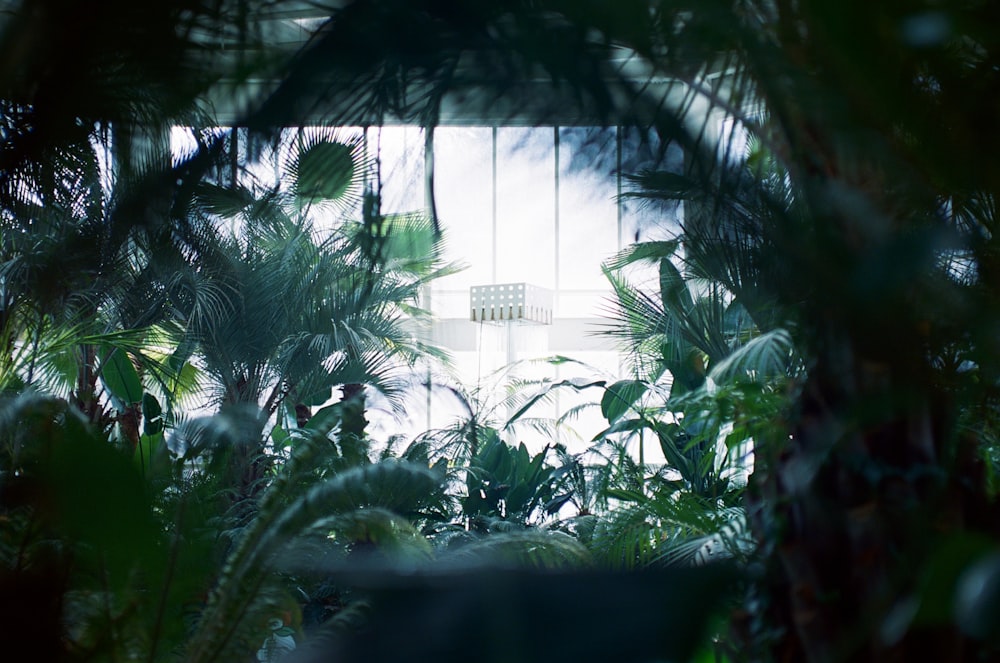 a room filled with lots of green plants next to a window