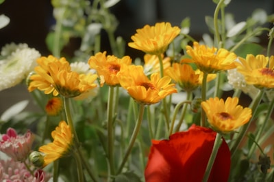 A vibrant floral arrangement featuring yellow daisies with delicate petals and green stems. The bouquet includes a striking red rose amidst the daisies, along with hints of white and pink flowers in the background. The lush greenery complements the bright colors, creating a fresh and lively composition.