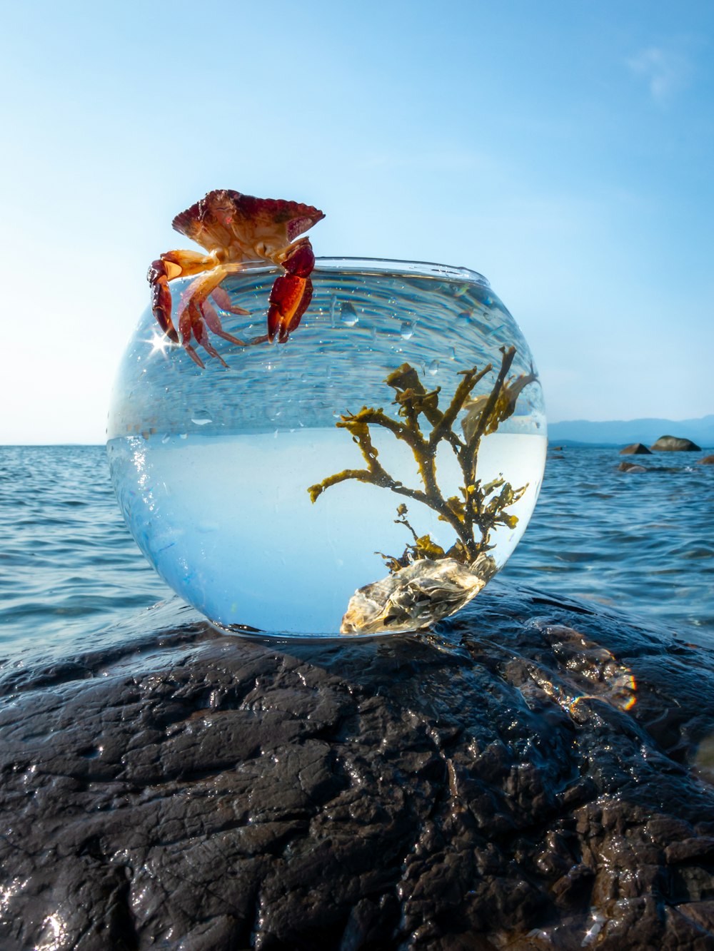 a fish in a bowl on top of a rock