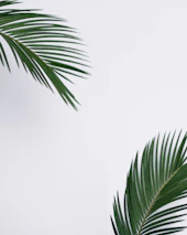 Bright green palm leaves with a bottle of natural palm oil resting beside them on a clean white surface.