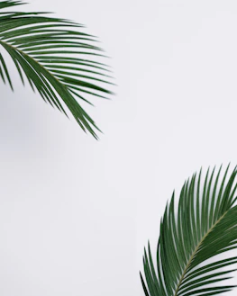 Bright green palm leaves with a bottle of natural palm oil resting beside them on a clean white surface.