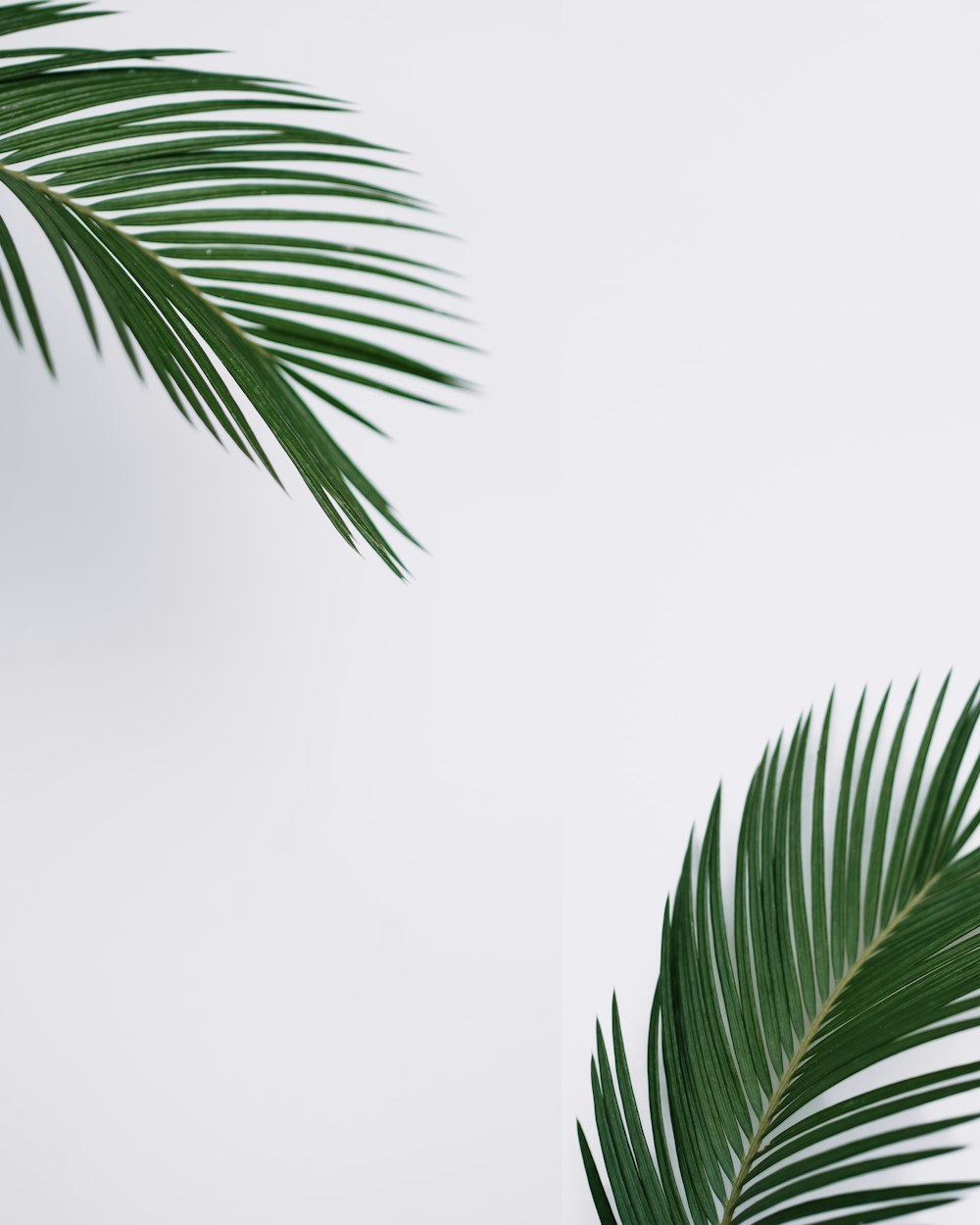 a close up of a palm leaf on a white background