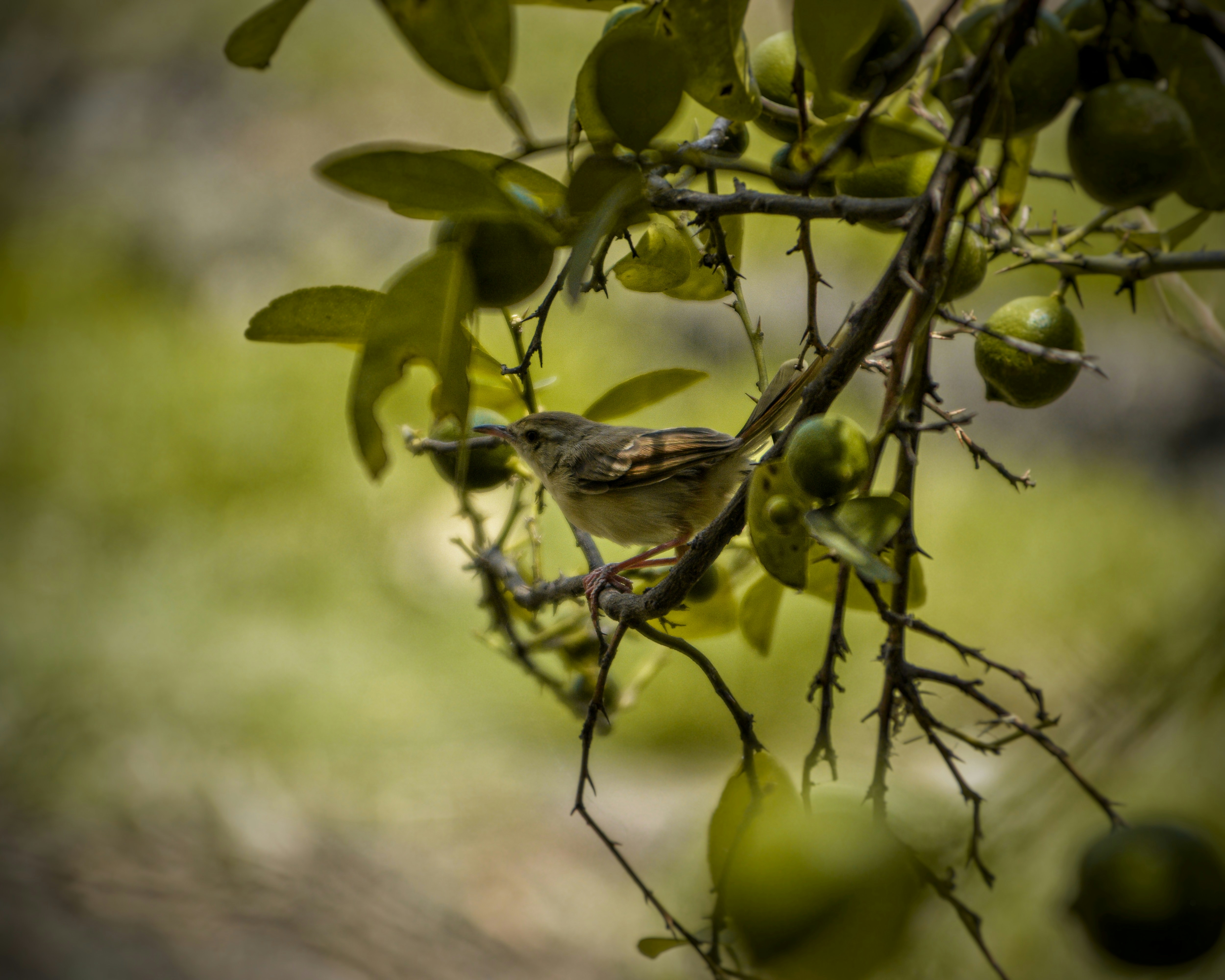 a small bird perched on a branch of a tree