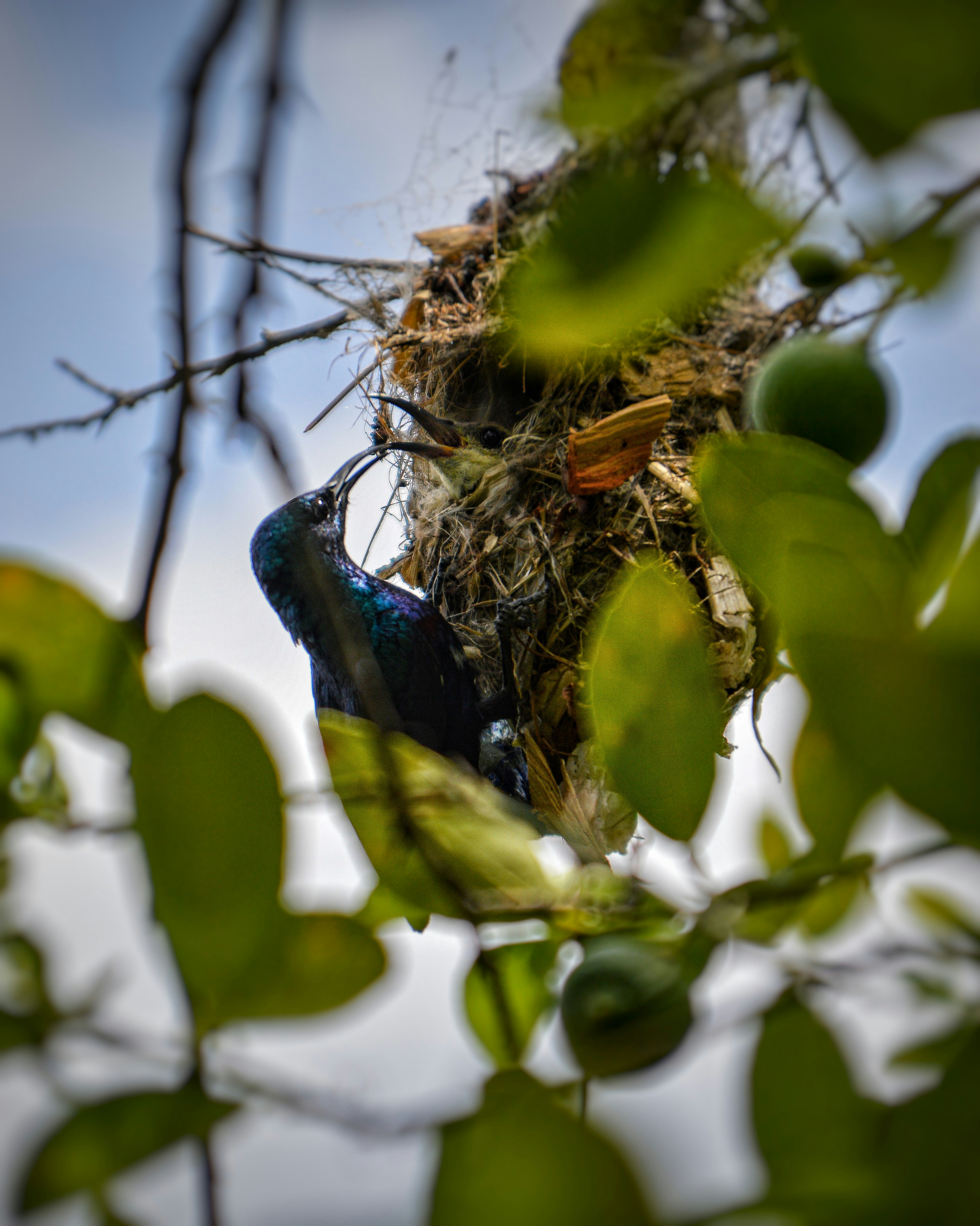 a bird is sitting in a nest in a tree