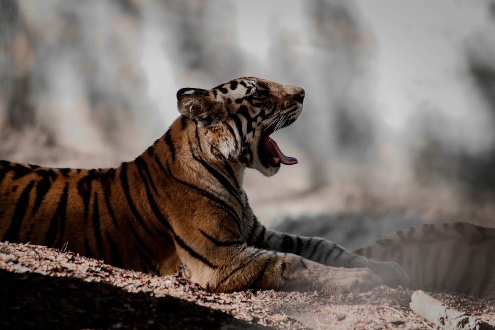 a tiger yawns while laying on the ground
