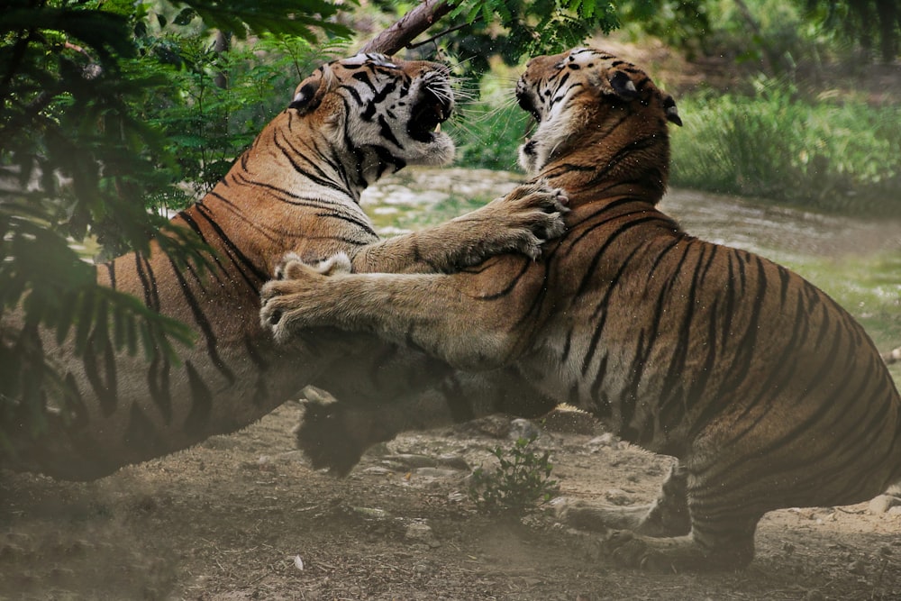 two tigers playing with each other in a zoo