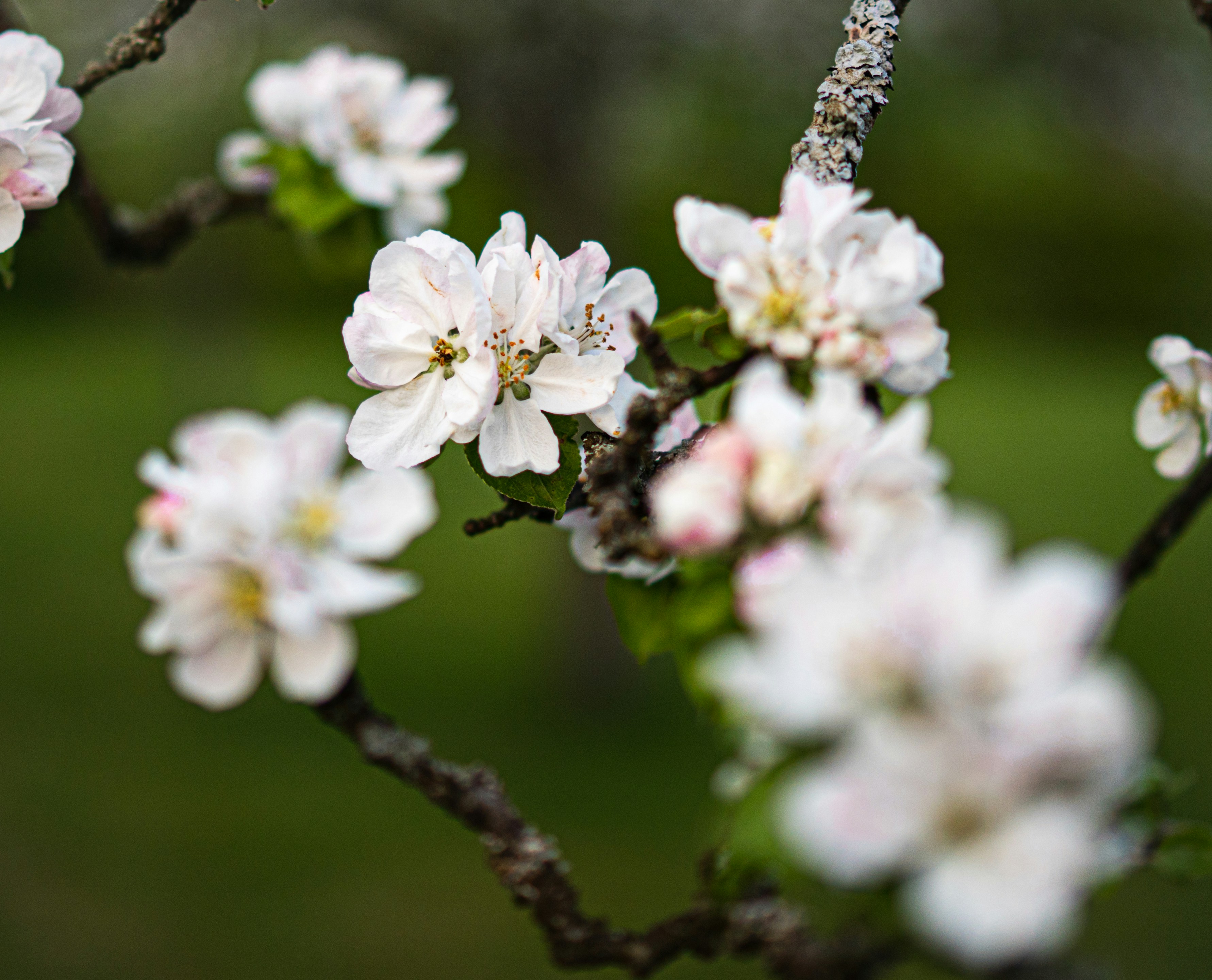 Photo by real_robster