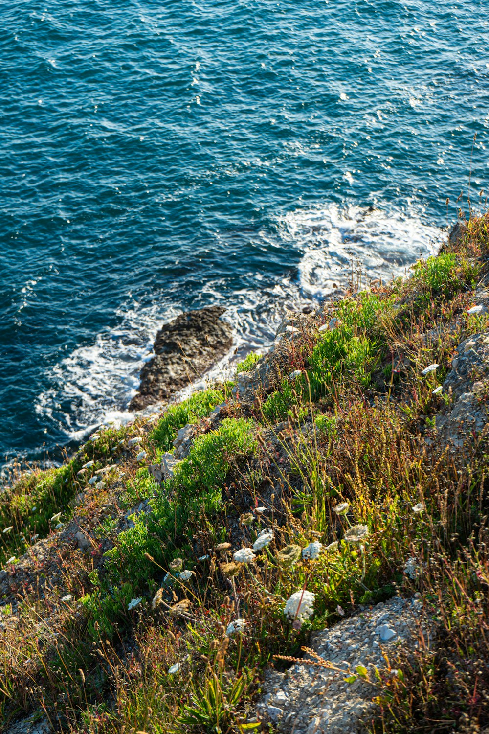 a bird is sitting on the edge of a cliff overlooking the ocean