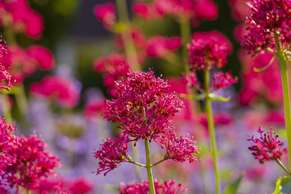 a field full of pink flowers with green stems