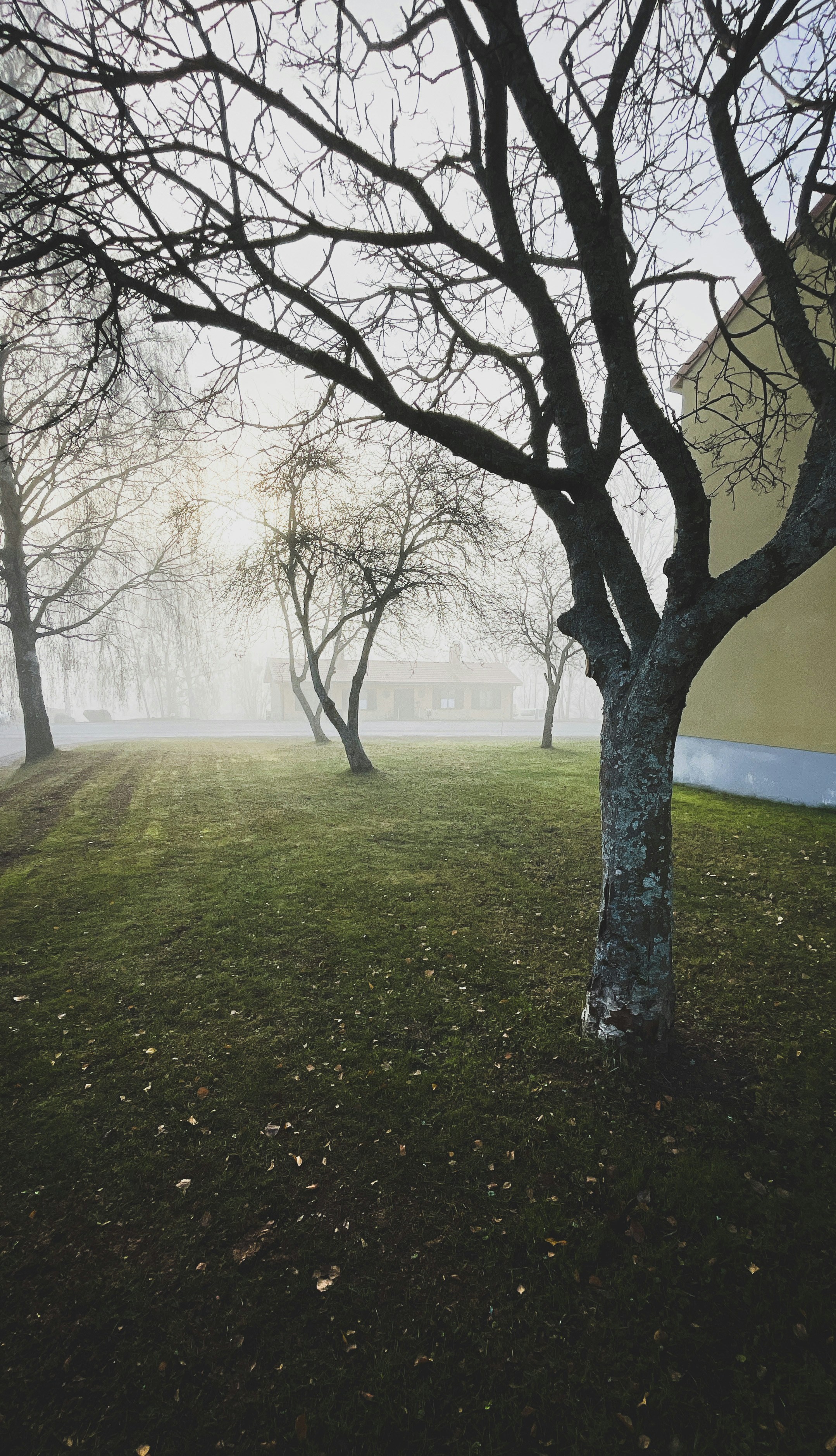 a foggy field with trees and a building in the background
