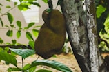 A large, textured tropical fruit hangs from a tree trunk. Surrounding the fruit are vibrant green leaves catching sunlight, with a blurred background of additional foliage and a building wall.