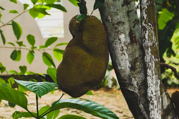 A large, textured tropical fruit hangs from a tree trunk. Surrounding the fruit are vibrant green leaves catching sunlight, with a blurred background of additional foliage and a building wall.