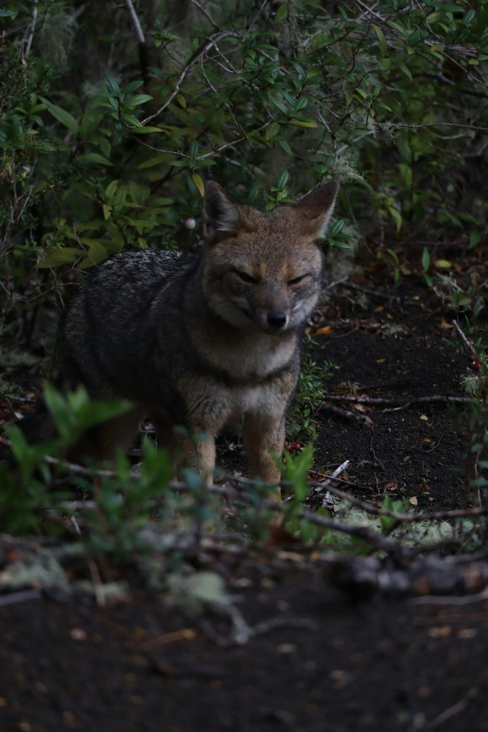 a small animal standing in the middle of a forest