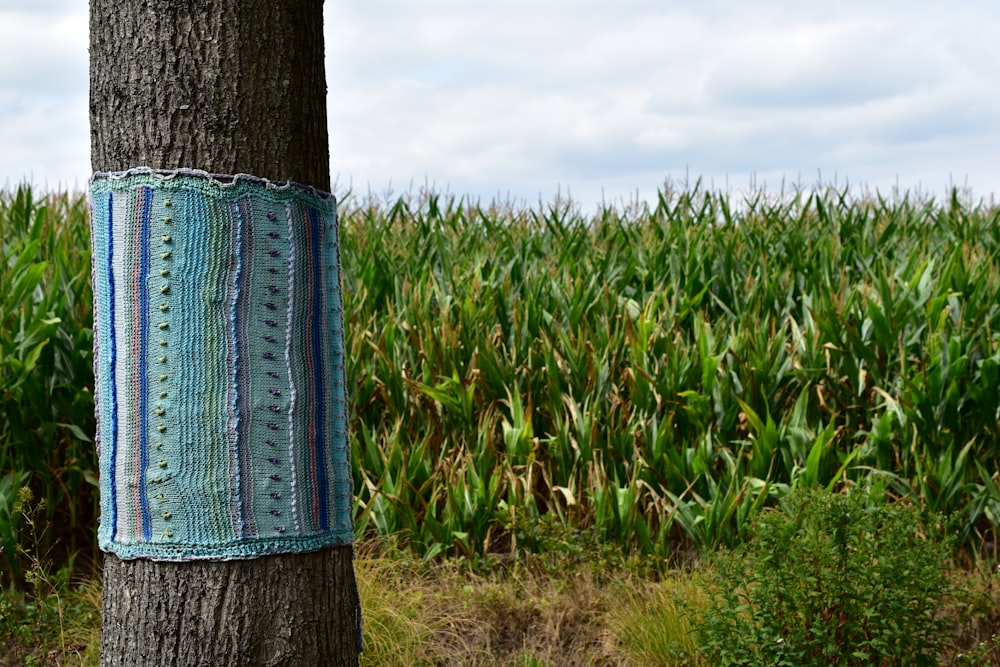 a piece of cloth hanging from a tree trunk