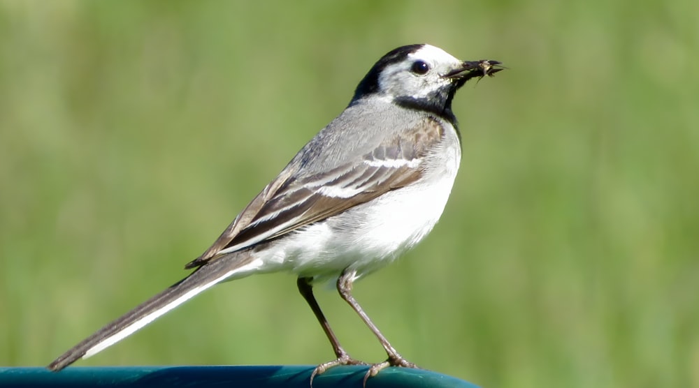 a small bird standing on top of a blue object