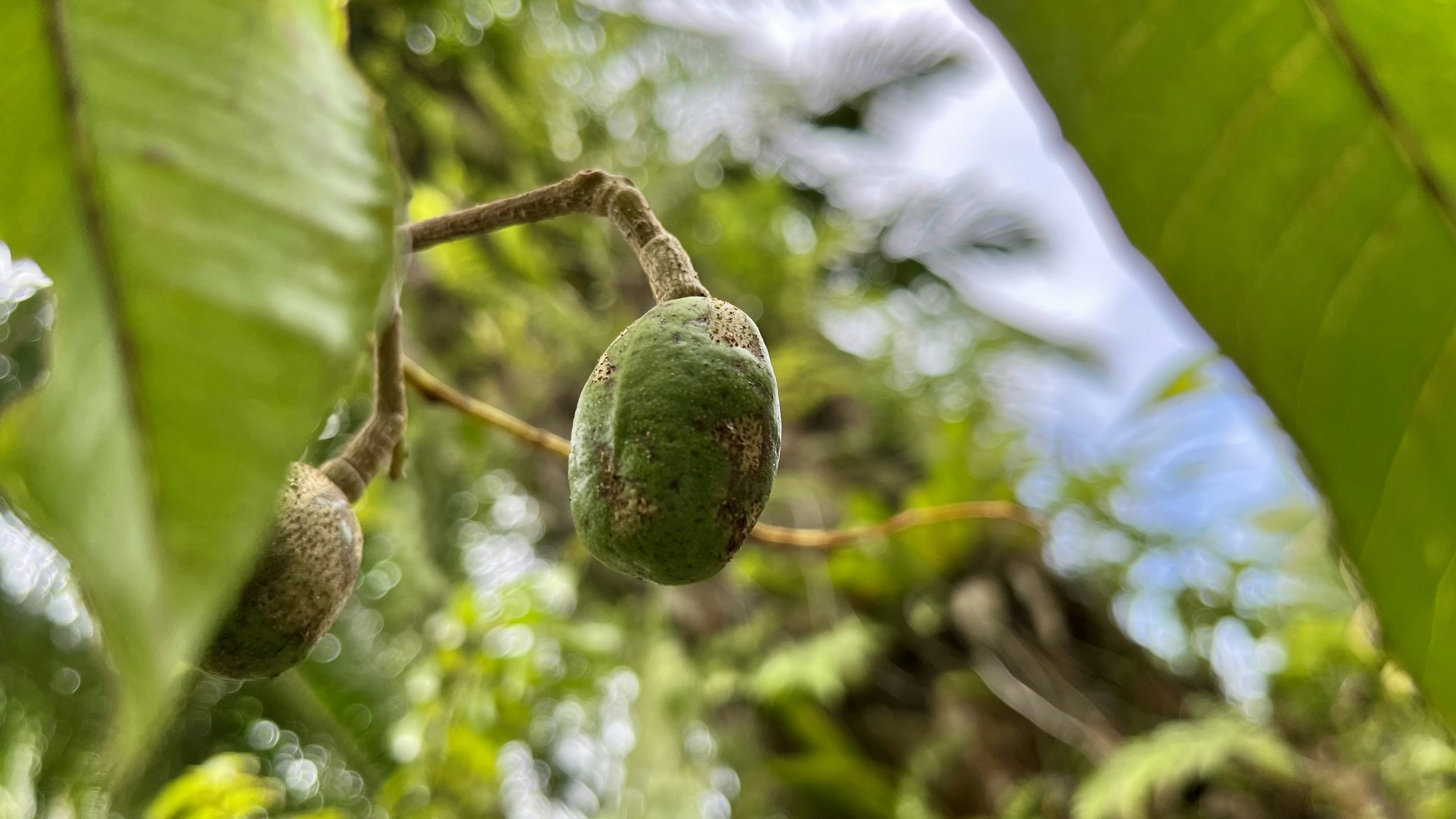 eine Frucht, die an einem Baum in einem Wald hängt
