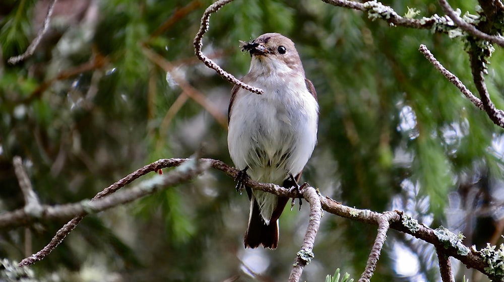 a bird sitting on a branch of a tree