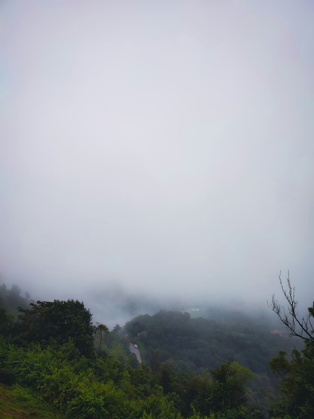 a foggy landscape with trees and bushes