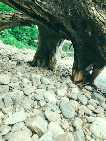 A quiet spot by the riverbank with smooth stones and soft grass inviting relaxation.