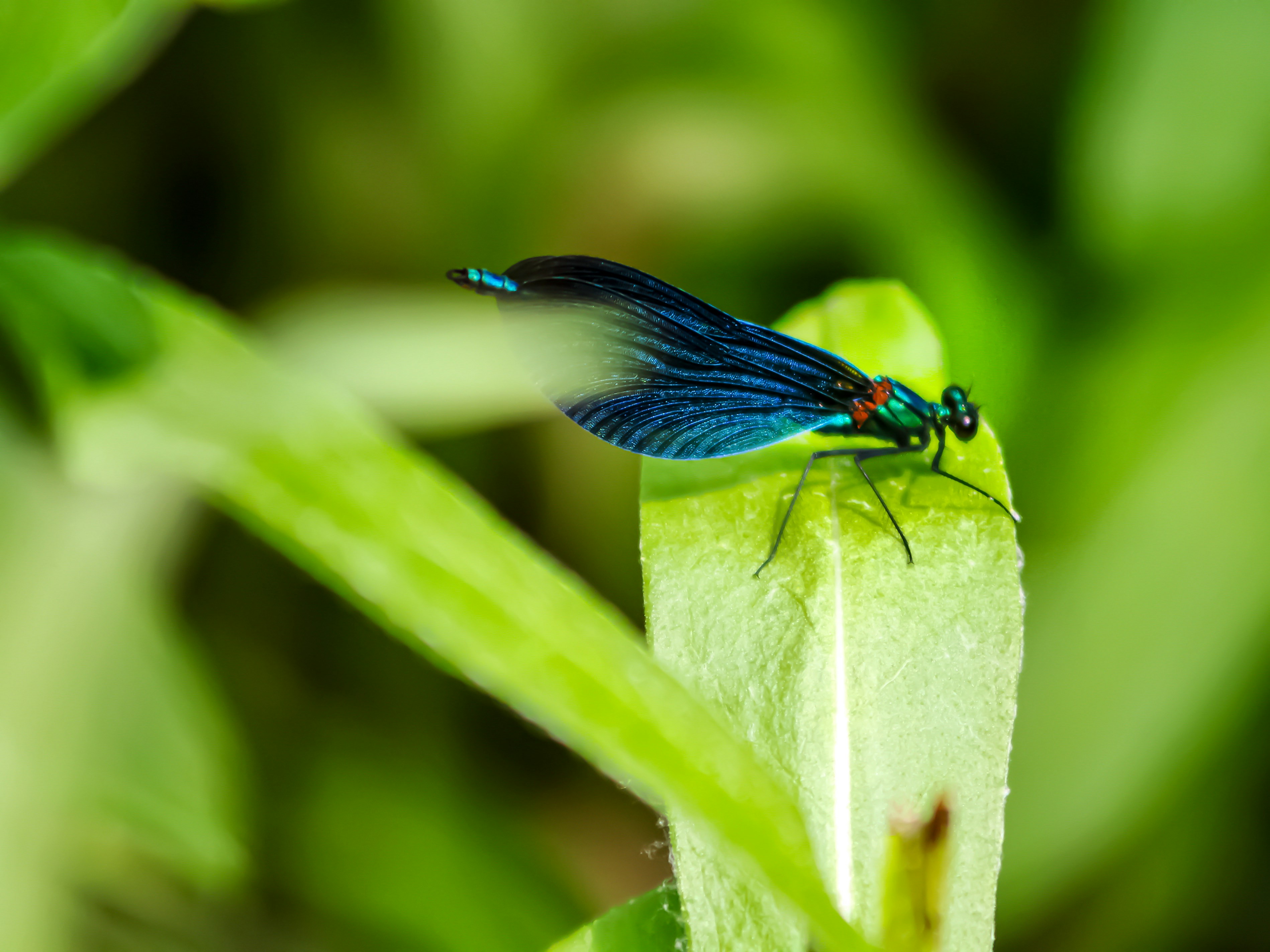 Photo by dragoncy635