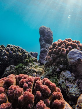 Various coral formations are visible underwater, predominantly in shades of red and green. Sunlight filters through the water, creating a serene and vibrant atmosphere in the aquatic environment.