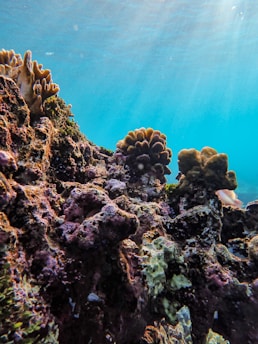Coral reefs with various textures and colors are seen underwater, illuminated by sunlight filtering through clear blue water. The coral formations include branching and mound-like structures.