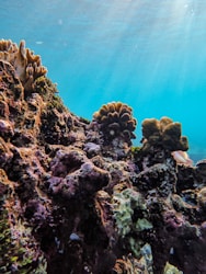 Innovative Reef Solutions: Enhancing Marine Health with Ausreefs