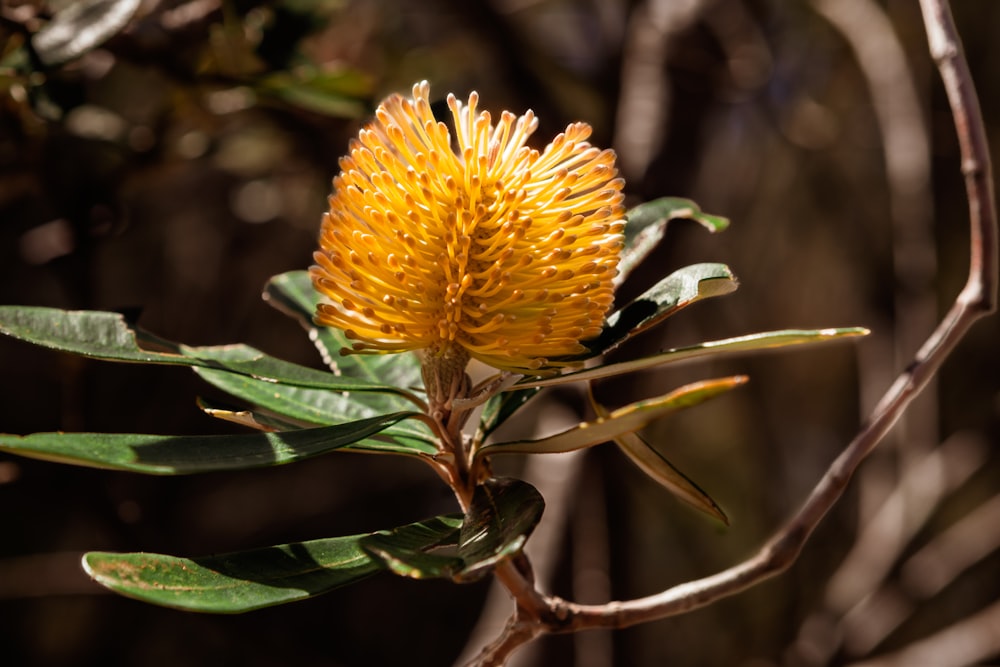 a yellow flower with green leaves on a branch