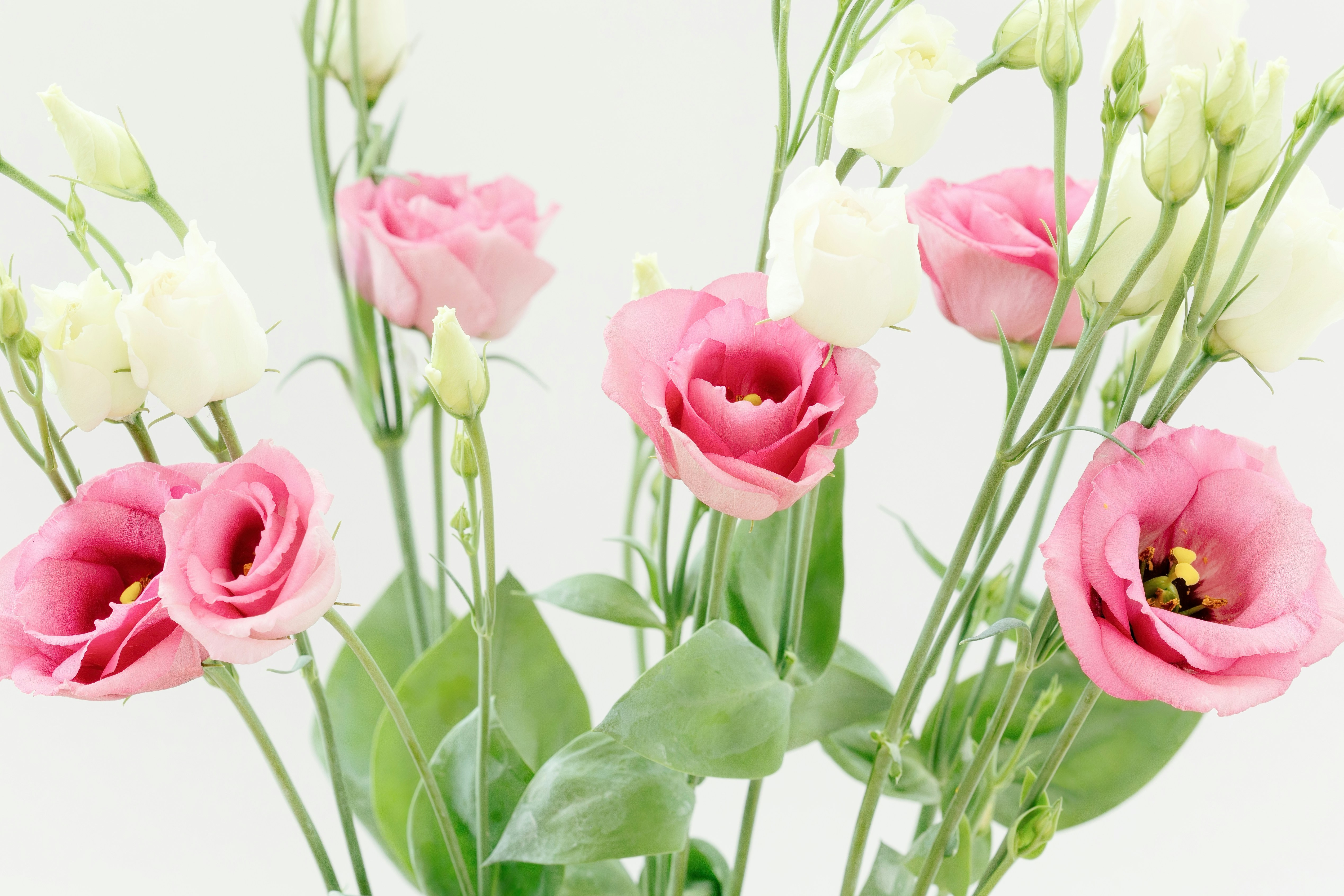 wedding exit wallpaper, wallpaper, Grand Wedding Exits: 5 Creative Ideas 4