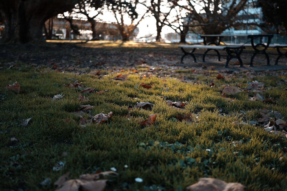 a grassy field with a picnic table in the background