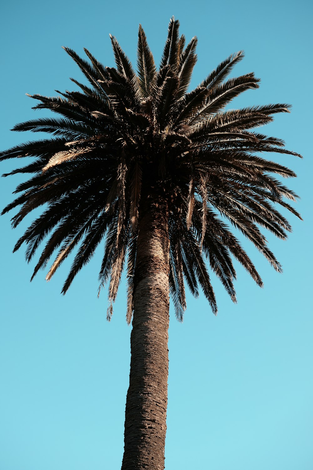 a palm tree with a blue sky in the background