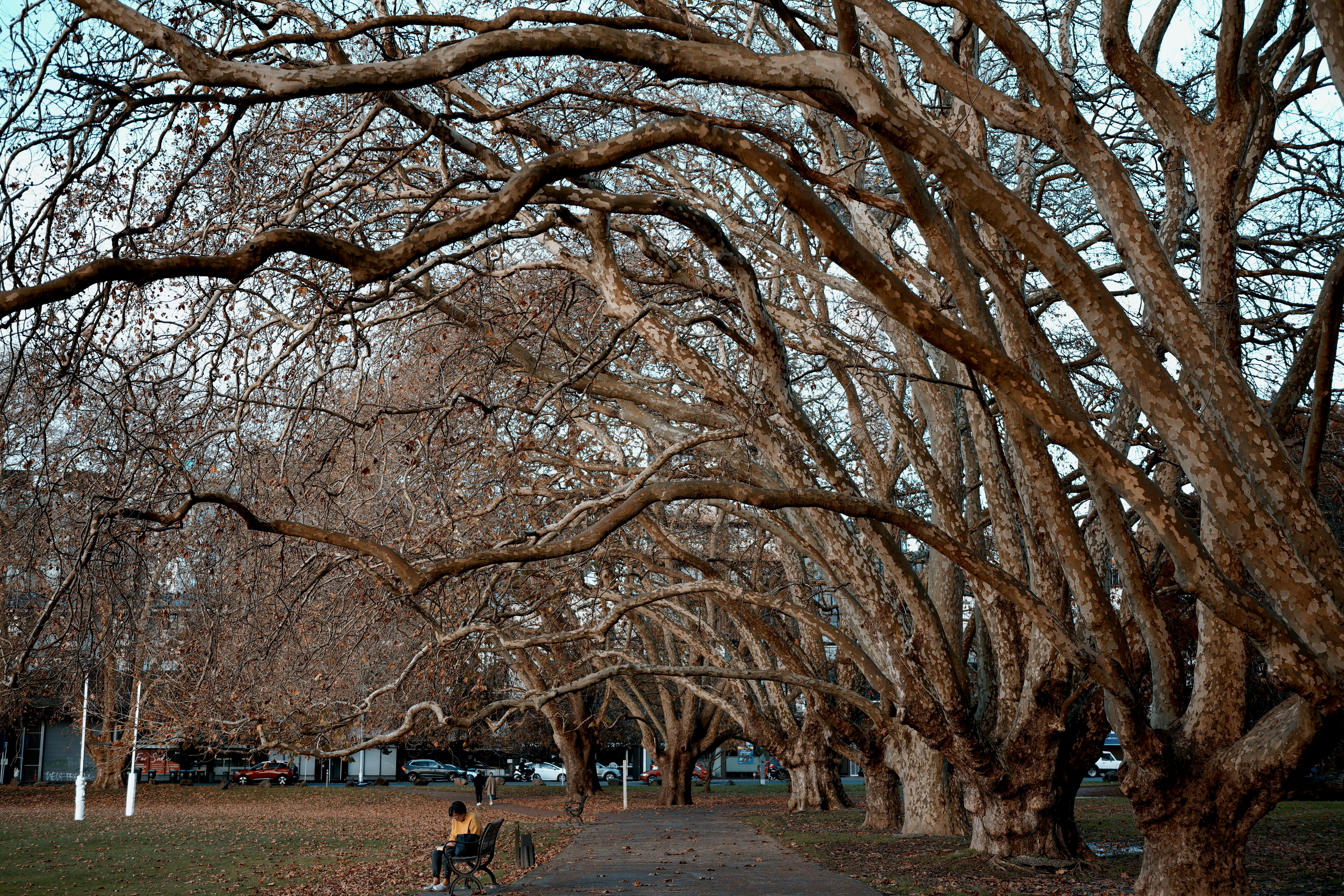 auckland park winter