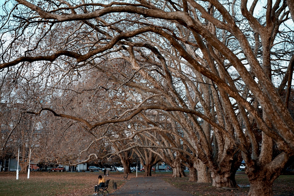 a person sitting on a bench in a park