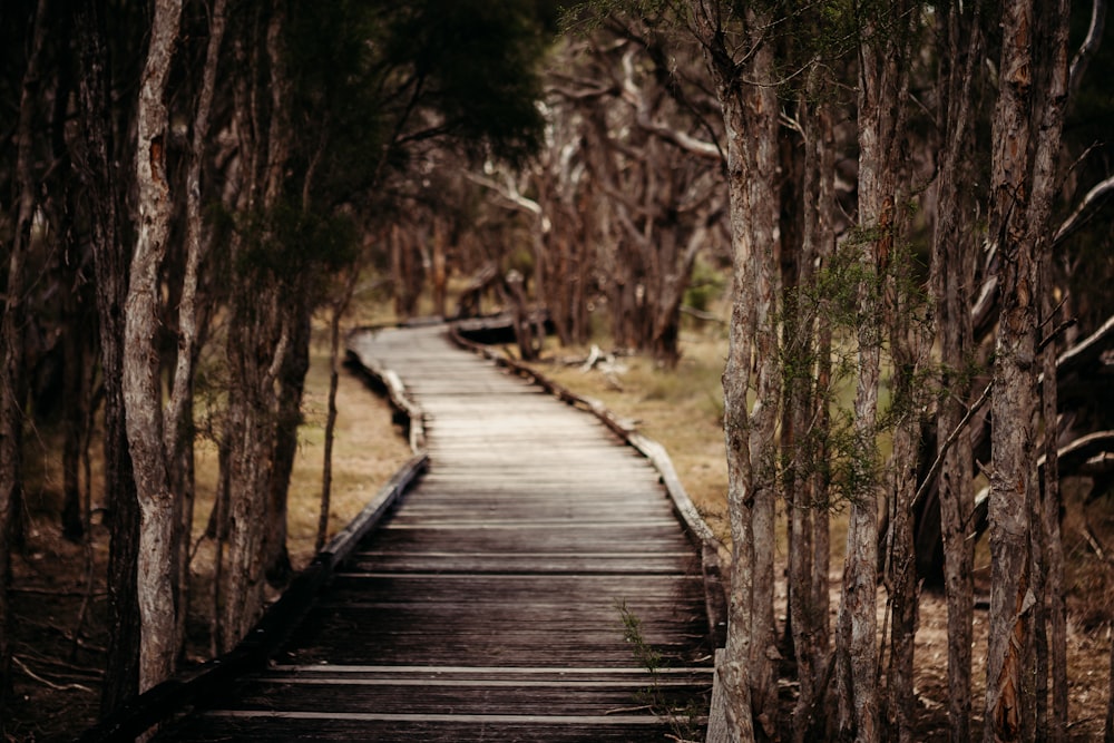 a wooden path through a forest with trees