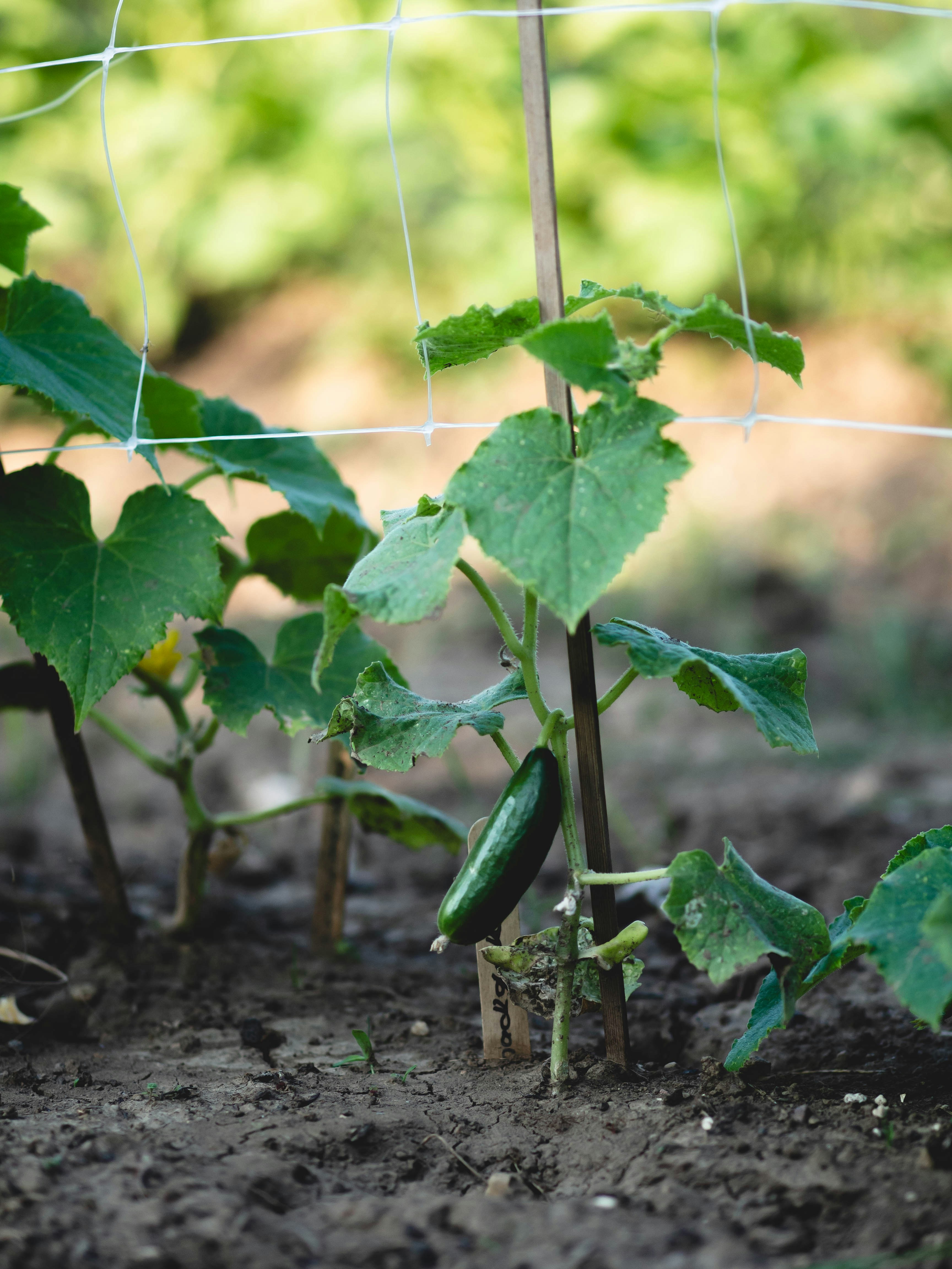 Photo by eileen_kummer