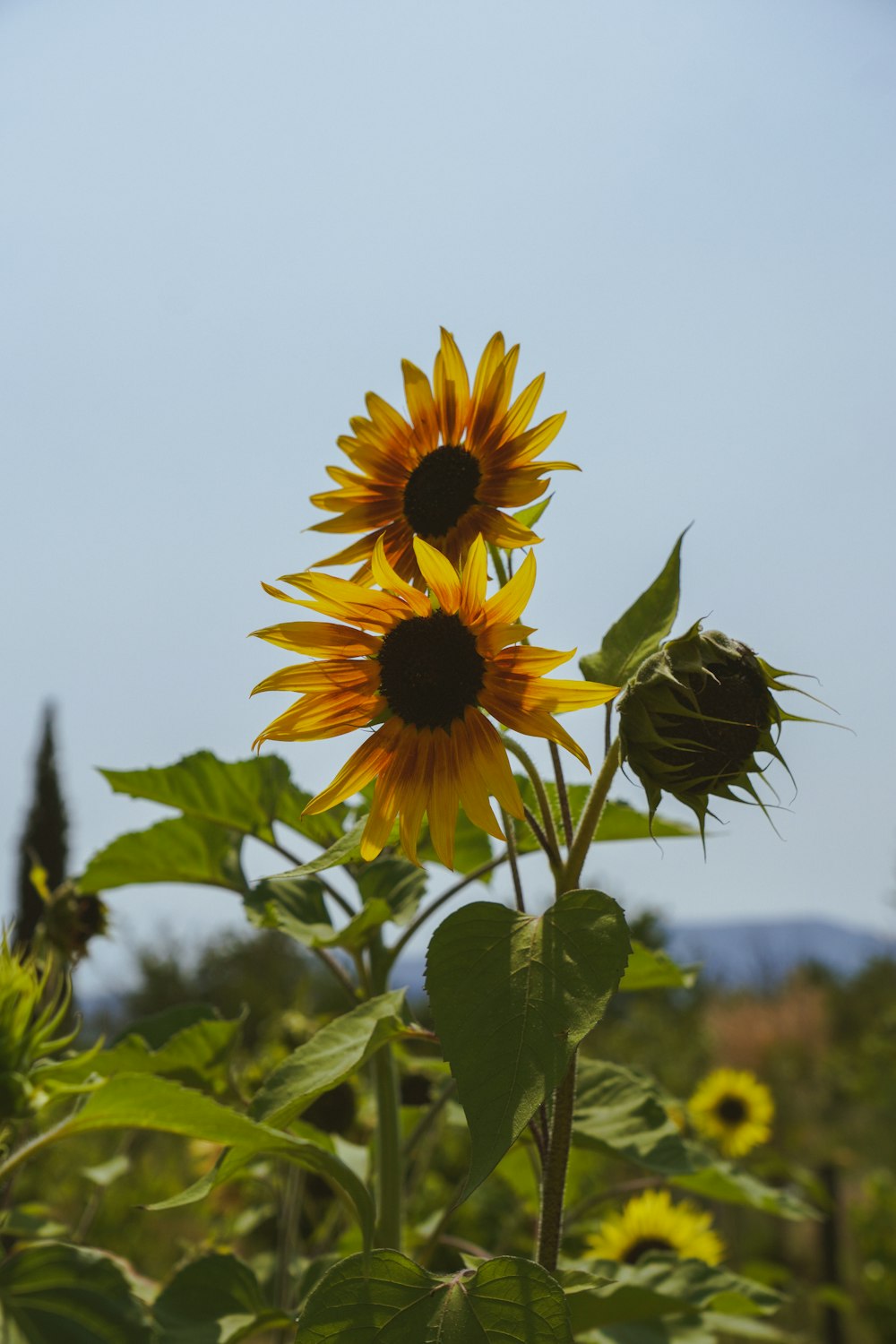 a large sunflower standing in a field of sunflowers