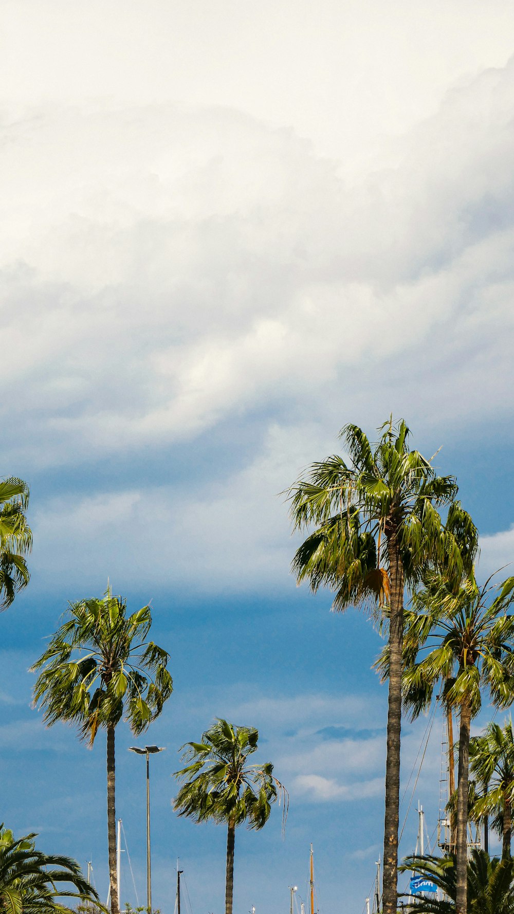 a group of palm trees next to a body of water