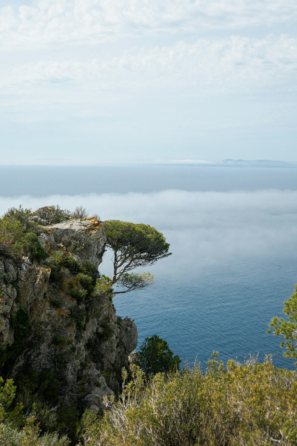 a lone tree on the edge of a cliff