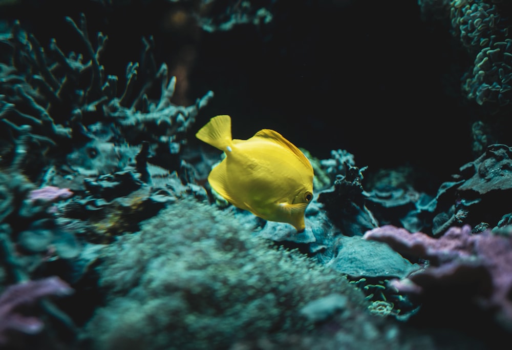a yellow fish is swimming in the water