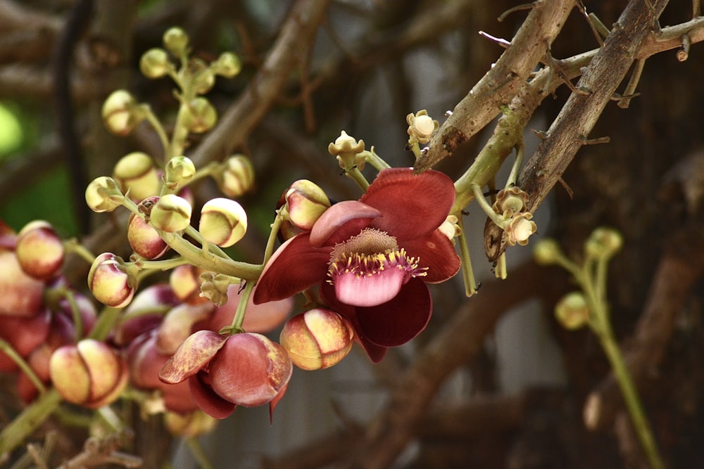 a close up of a flower on a tree branch