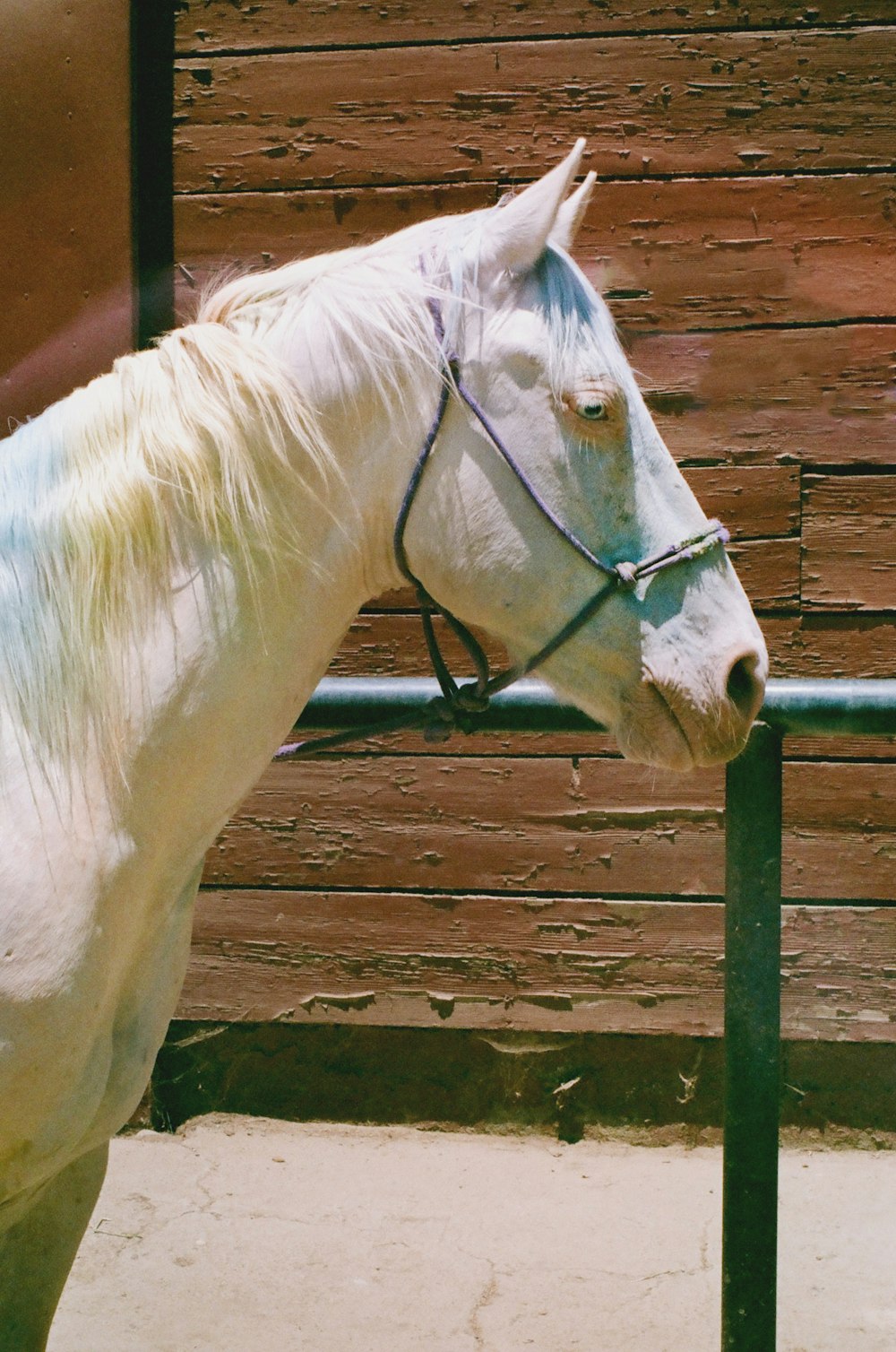 a white horse standing next to a wooden wall