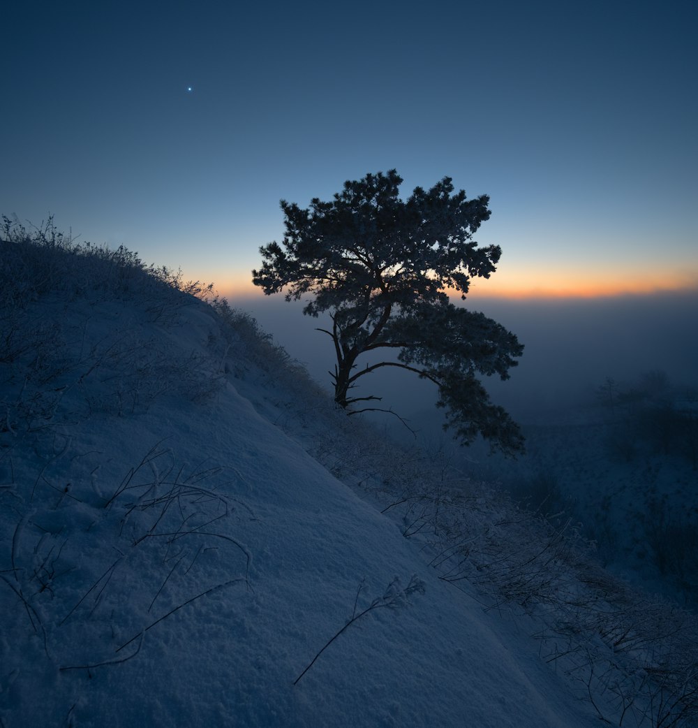 a lone tree on a snowy hill at sunset