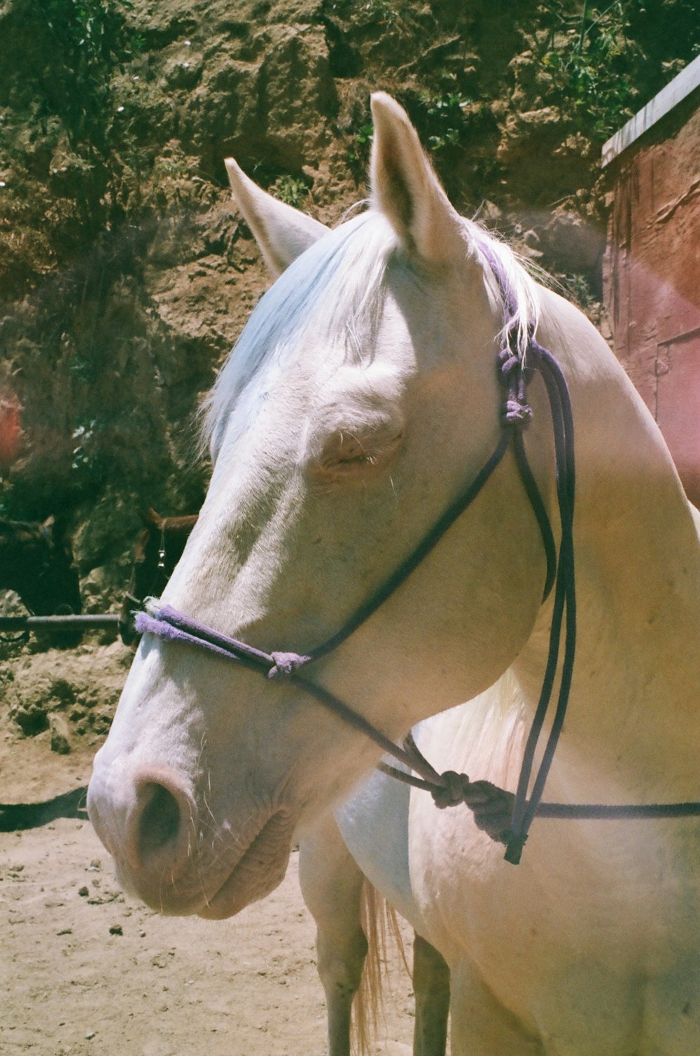 a close up of a white horse with a bridle