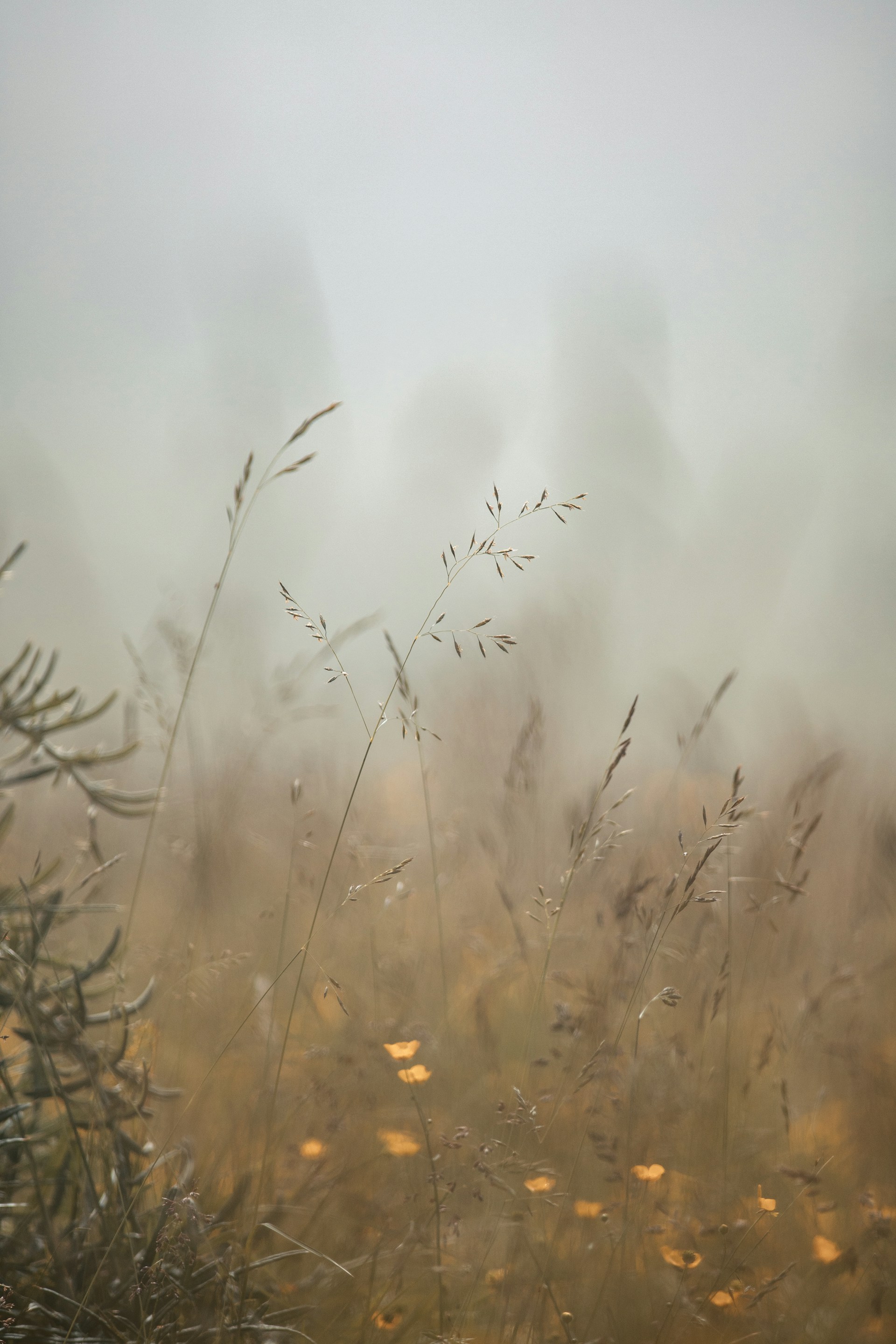 a blurry photo of a field of grass